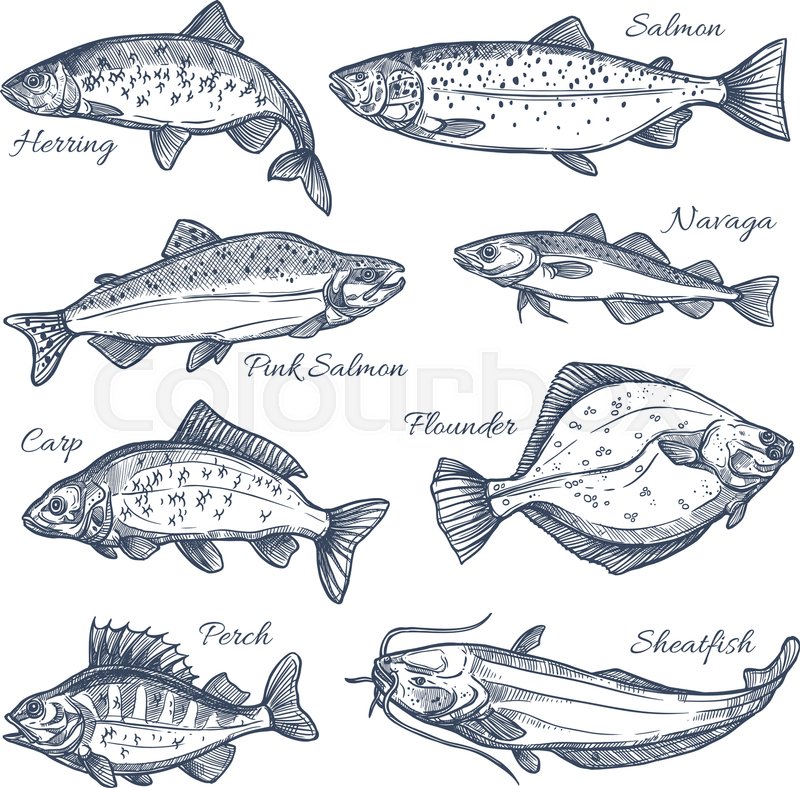 800x788 Fishes Sketch Vector Isolated Icons. Sea Or Ocean Fish Species Of - Flounder Sketch
