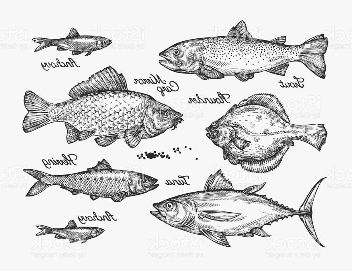 1228x946 Flounder Vector Sohadacouri - Flounder Sketch