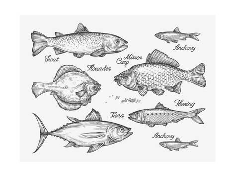 473x355 Hand Drawn Fish. Sketch Trout, Carp, Tuna, Herring, Flounder - Flounder Sketch