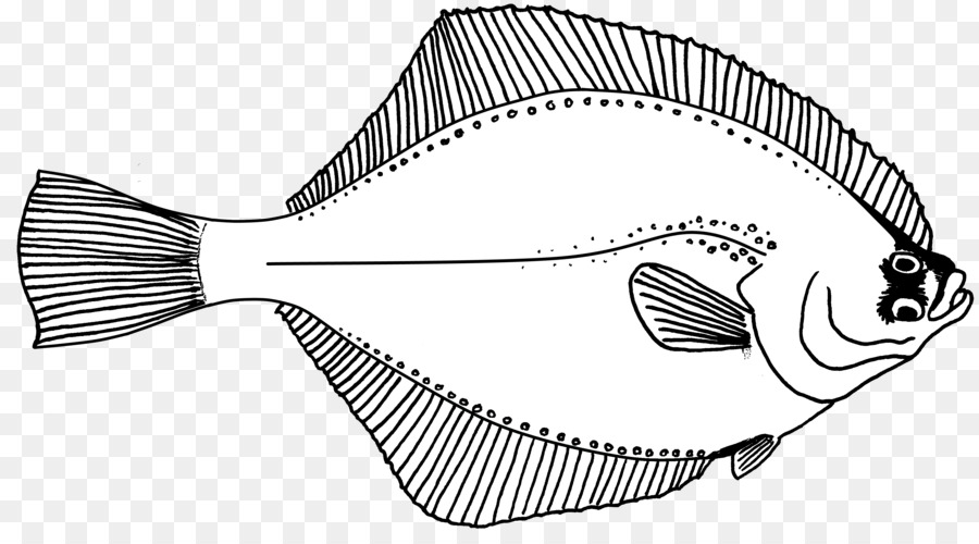 900x500 Line Art Fish Drawing Flounder - Flounder Sketch