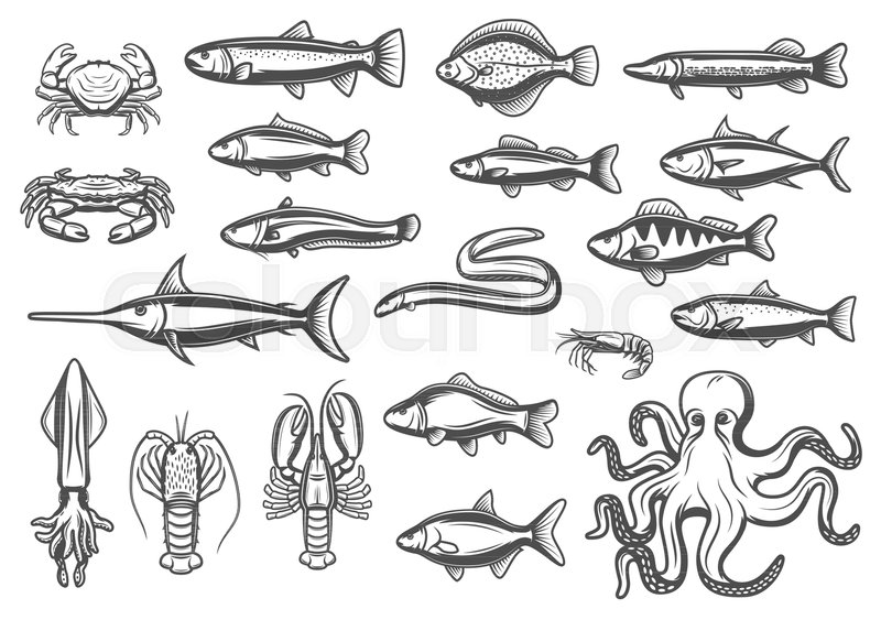800x563 Fish And Marine Animal Or Seafood Sketch Line Icons. Vector - Flounder Sketch