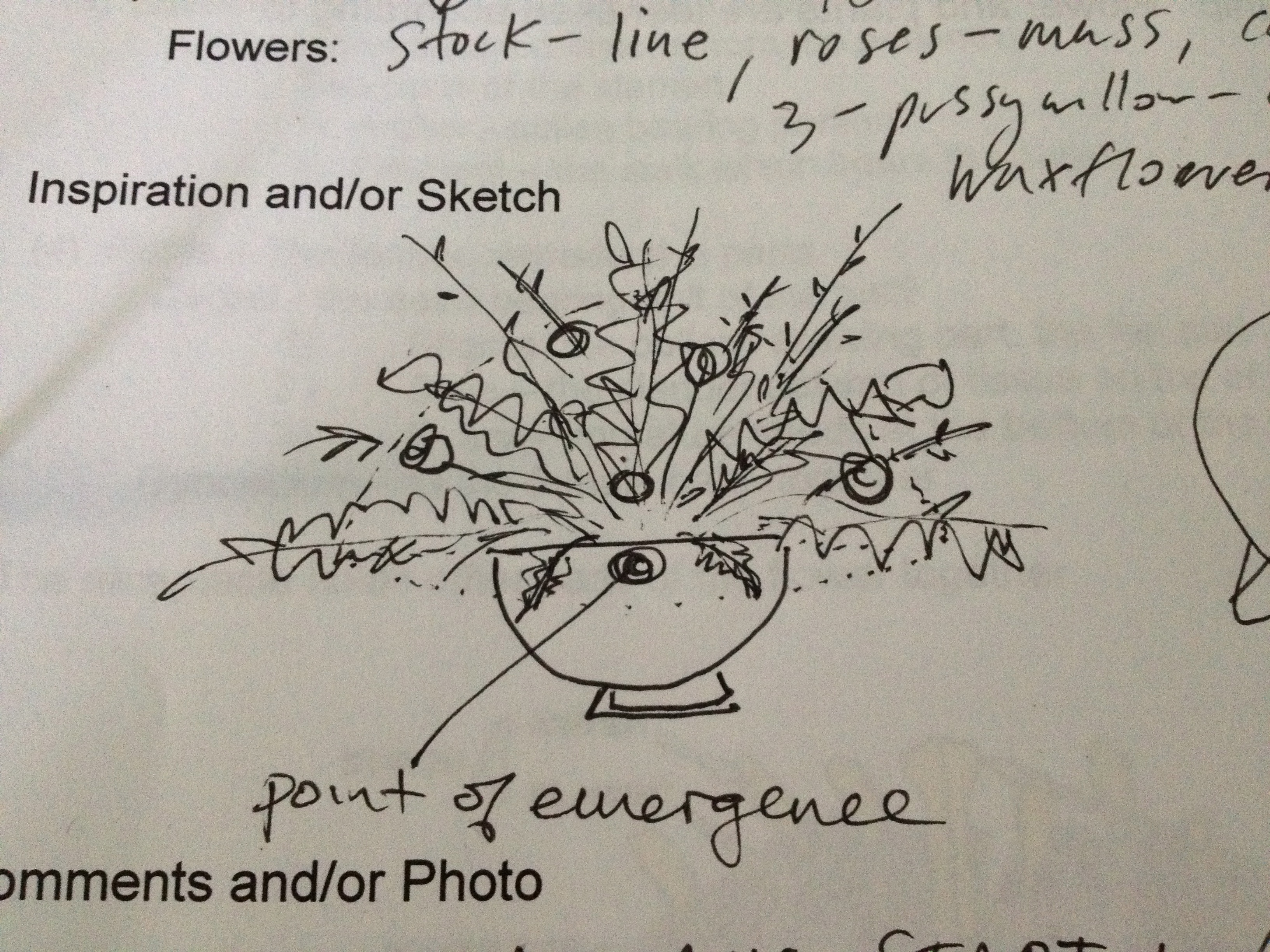 3264x2448 Ruscus Roots To Blooms - Flower Arrangement Sketch