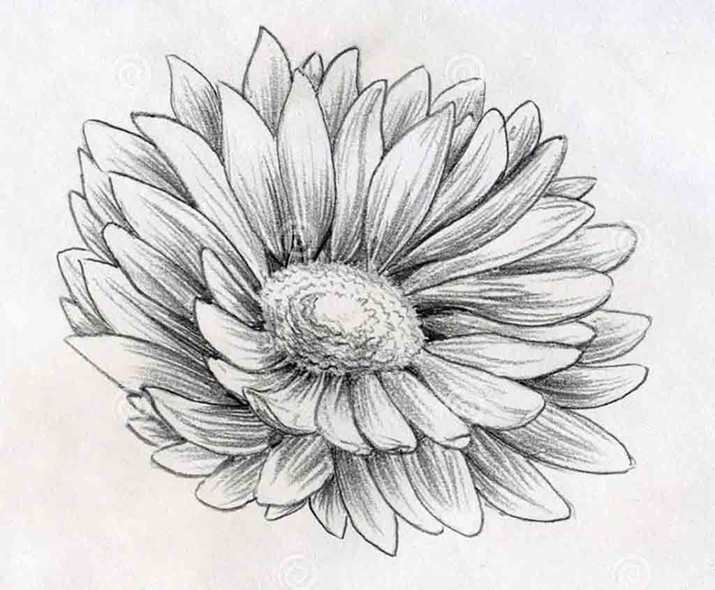 1024x844 Easy Flowers To Sketch - Flower Art Sketch
