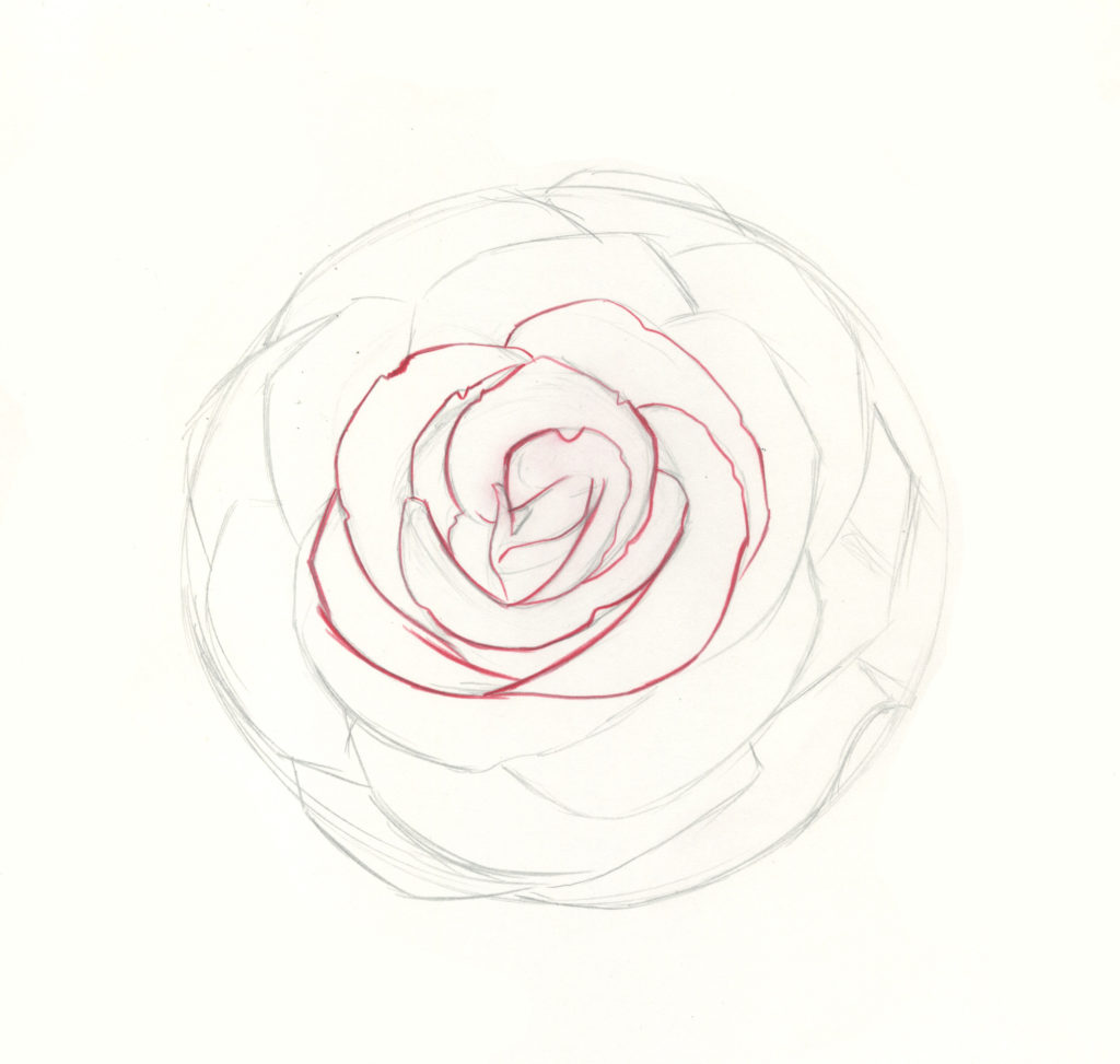 1024x973 How To Draw Roses A Beginner Step By Step Demo In Graphite Pencil - Flower Art Sketch