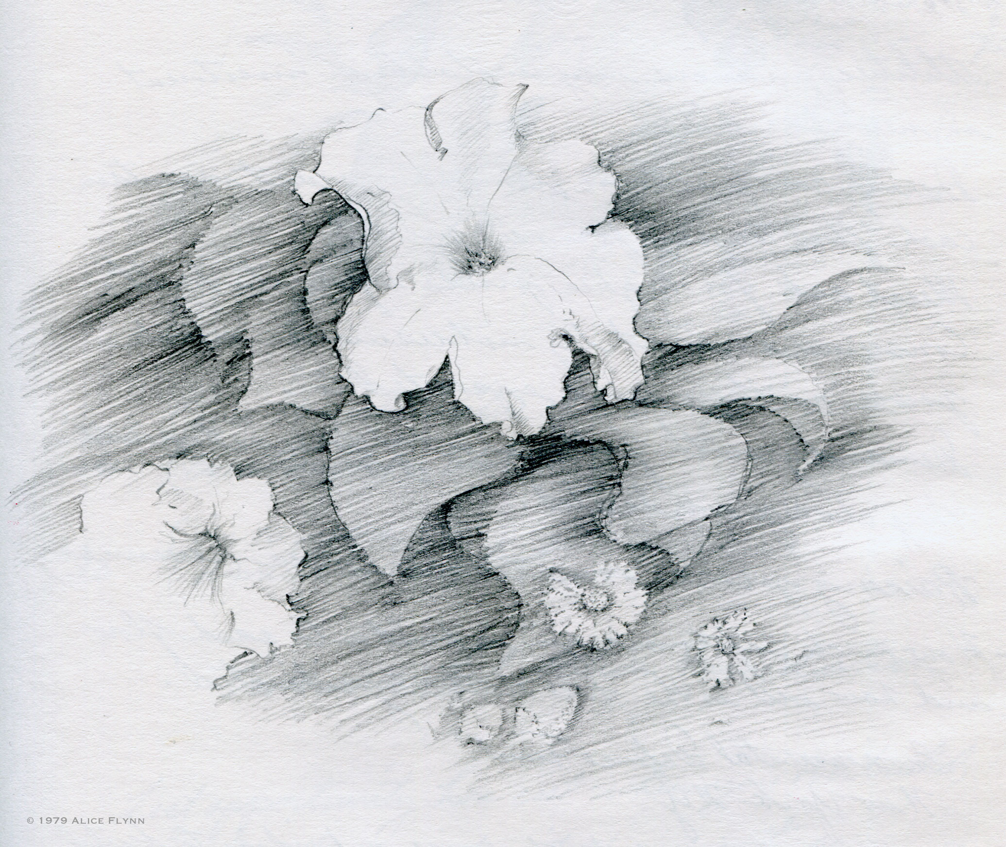 2071x1743 Flowers In The Midst Of Winter Gallery Of Art By Alice Flynn - Flower Bed Sketch
