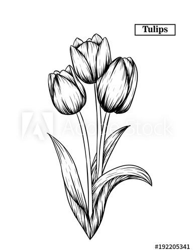 384x500 Hand Drawn Illustration And Sketch Tulips Flower. Black And White - Flower Black And White Sketch