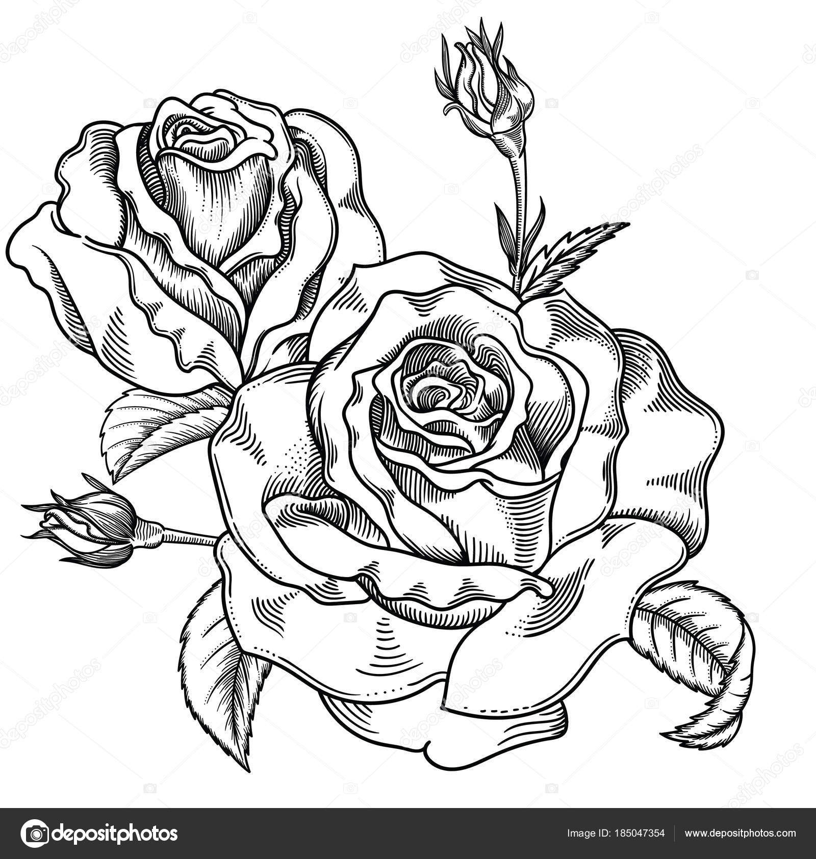 1600x1685 50 Black And White Rose Drawing Uk7c - Flower Black And White Sketch