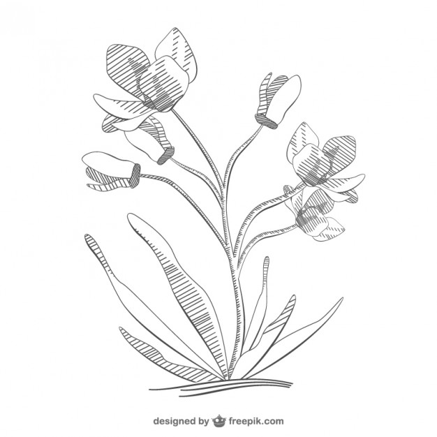 626x626 Flower Sketch Design Vector Free Download - Flower Design Sketch