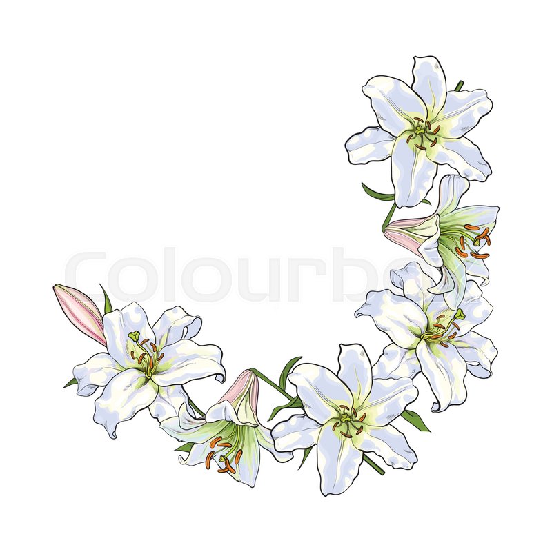800x800 Half Round Frame Of White Lily Flowers, Decoration Element, Sketch - Flower Frame Sketch