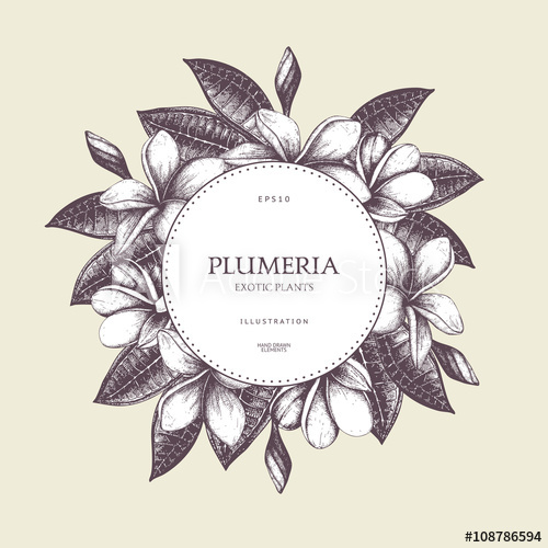 500x500 Vector Design With Ink Hand Drawn Frangipani (Plumeria) Sketch - Flower Frame Sketch