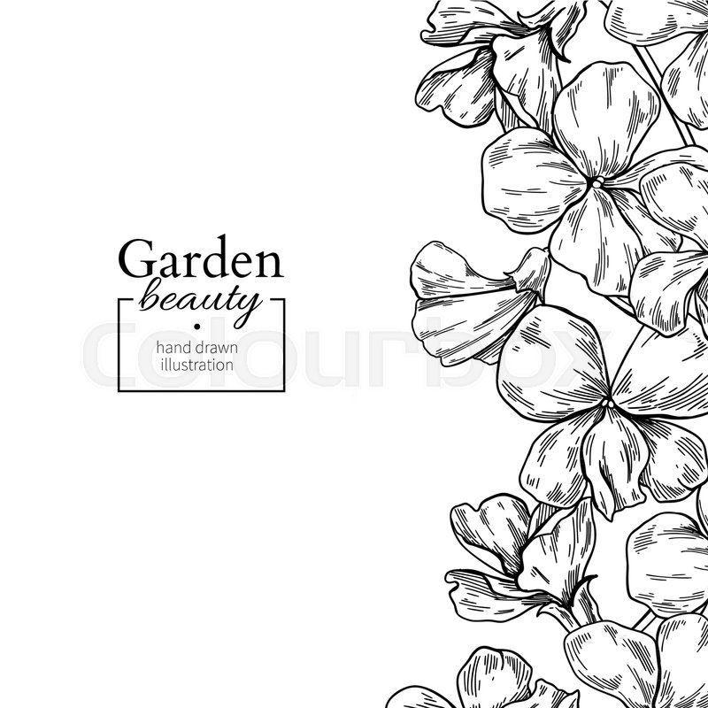 800x800 Violet Flower Drawing Border. Vector Hand Drawn Engraved Floral - Flower Frame Sketch