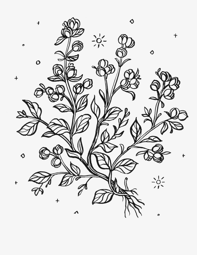 650x839 Sketch Of Floral Pattern, Flower, Flowers, Floral Sketch Png Image - Flower Pattern Sketch