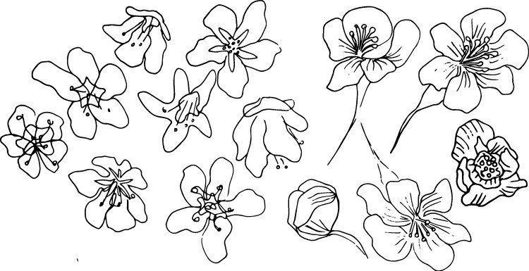 750x385 Floral Pattern From Sketch To Final - Flower Pattern Sketch