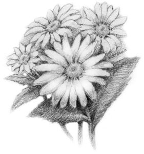 281x300 April, Flower Power - Flower Power Sketch