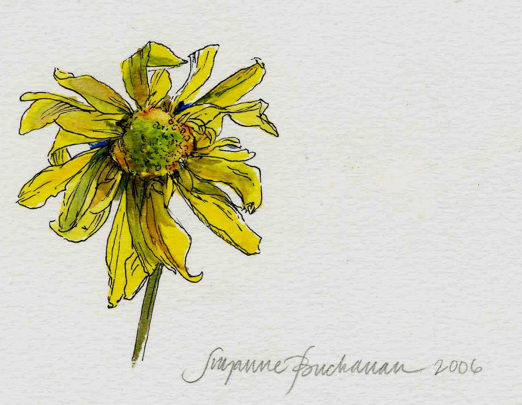 1024x795 An Open [Sketch]book Flower Power - Flower Power Sketch