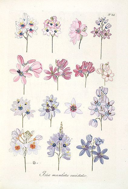 422x625 Julittleblog Illustration, Flower, Zeichnung, Sketch, Poster - Flower Power Sketch