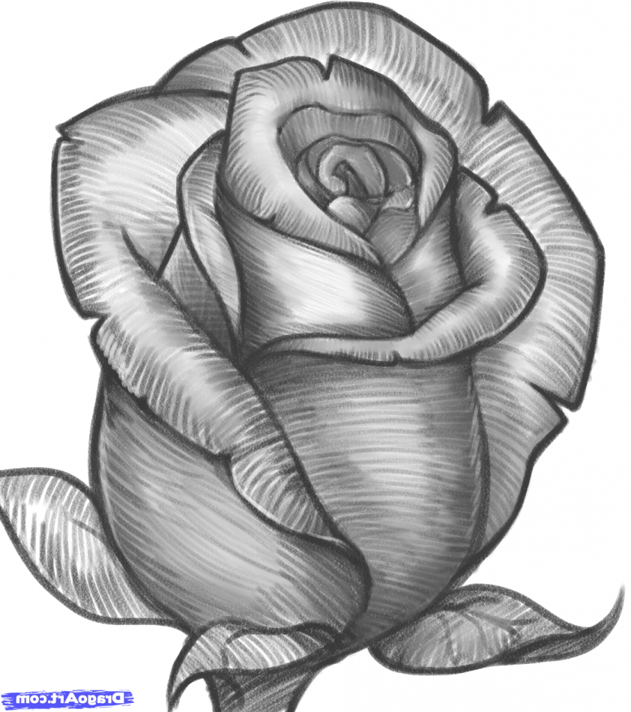 907x1024 Flower Pencil Sketch Pencil Sketch Images Of Flowers Rose Flower - Flower Rose Sketch