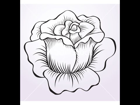 480x360 How To Draw A Rose Flower - Flower Rose Sketch