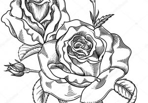 300x210 Rose Flower Black And White Drawing Flower Rose, Sketch, Painting - Flower Rose Sketch