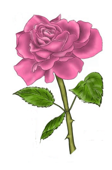 386x584 50 Easy Ways To Draw A Rose - Flower Rose Sketch