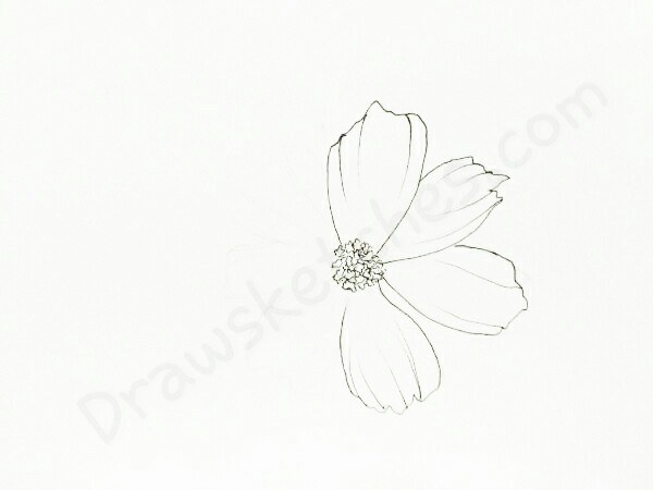 600x450 How To Draw Cosmos In A Few Easy Steps With Pictures - Flower Sketch
