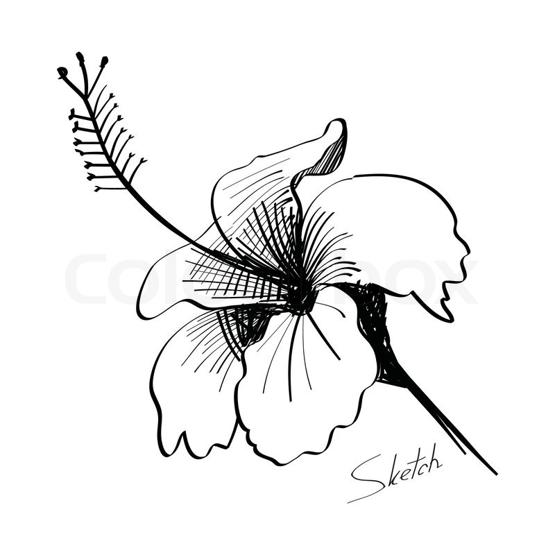 800x800 Sketch Of Flower Hand Drawn Stock Vector Colourbox - Flower Sketch Art