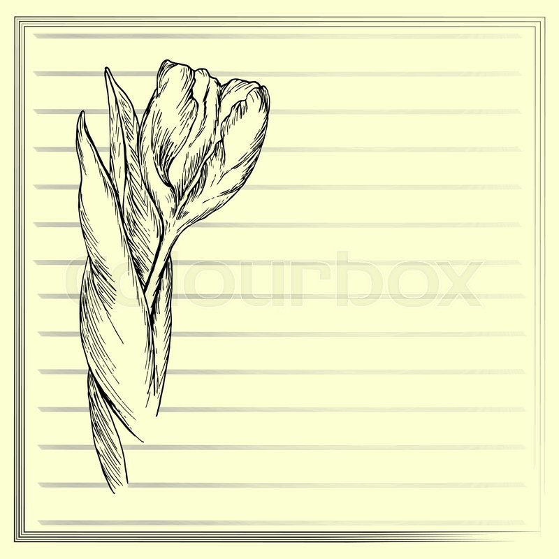800x800 Graphic Flower, Sketch Of Tulip On Yellow Background. Vector - Flower Sketch Background