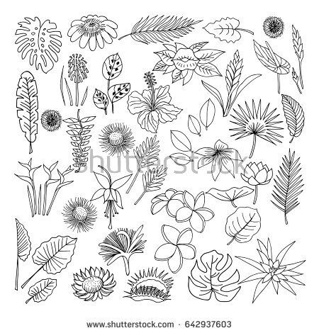 450x470 Tropical Flowers. Sketch Style Vector Illustration Isolated On - Flower Sketch Background