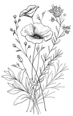 236x372 Awomaninscience Learn To Draw Drawings, Flower - Flower Sketch Black And White