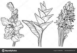 260x181 Download Bird Of Paradise Flower Clipart Flower Sketch - Flower Sketch Clipart