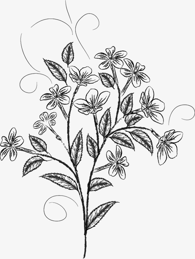 650x862 Flower Sketch, Flower Clipart, Black, Pencil Drawing Png Image And - Flower Sketch Clipart