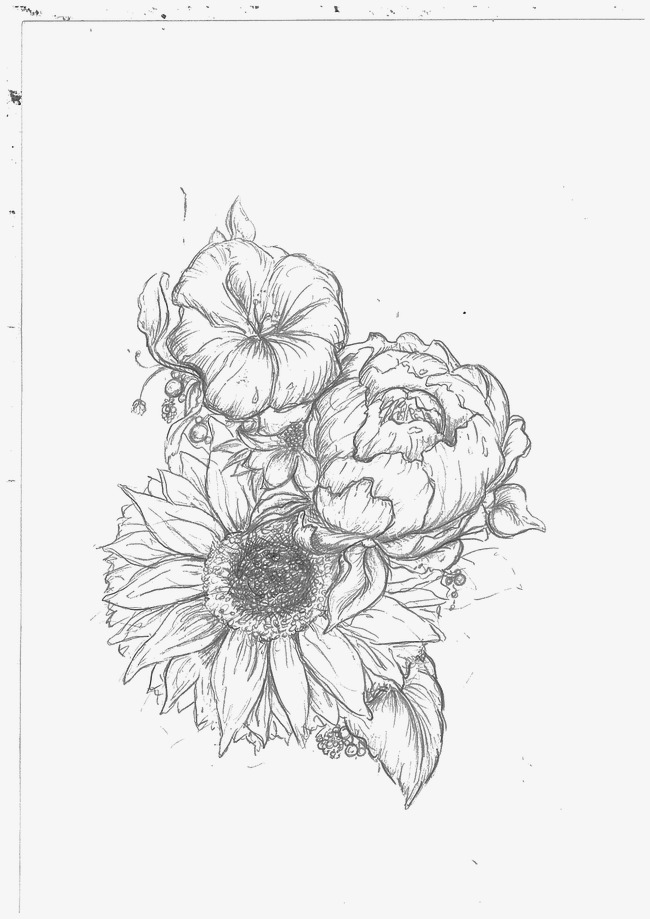 650x919 Flower Sketch, Flower Clipart, Hand Painted Flowers, Big Flower - Flower Sketch Clipart