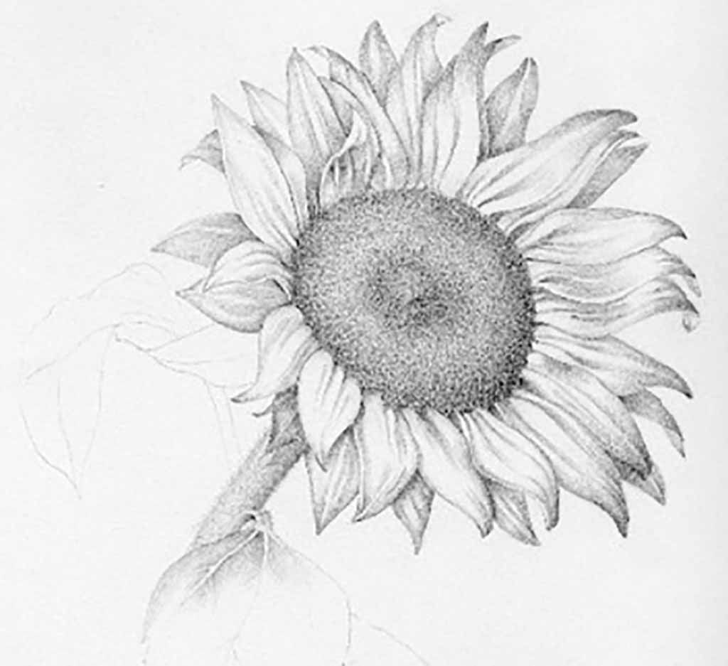 1024x937 Flower Drawings 42 Amazing Designs Images With Color Card - Flower Sketch Color