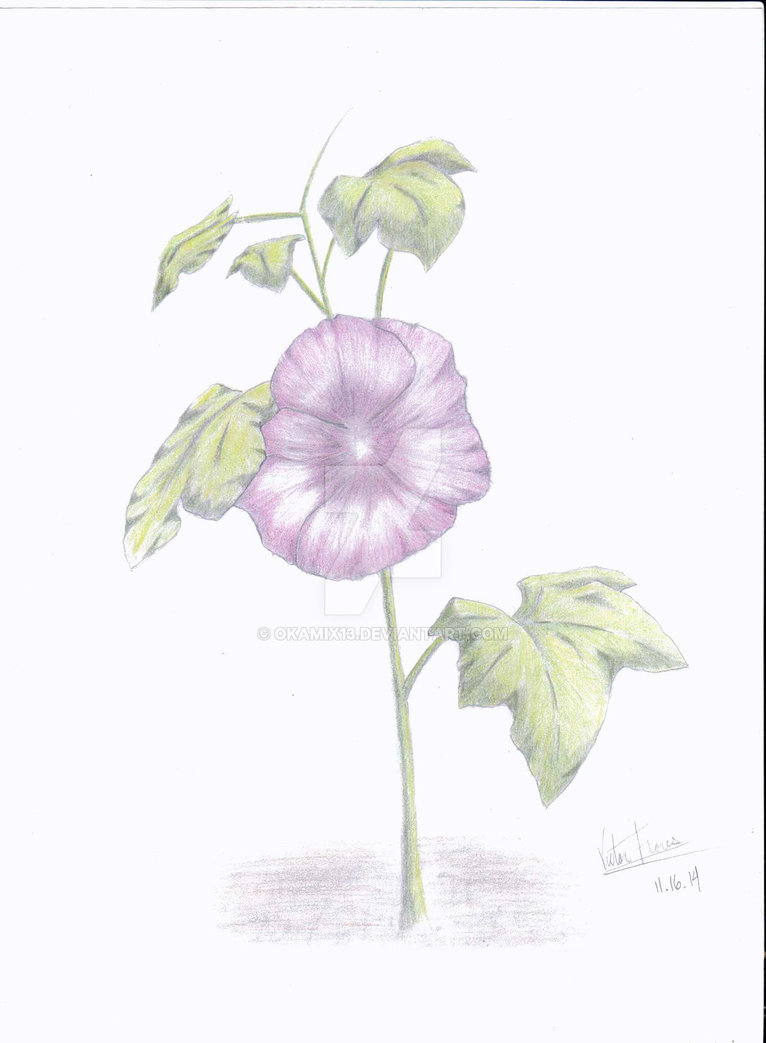 766x1043 Flower Sketch Color By Okamix13 - Flower Sketch Color
