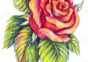 300x210 Flowers Drawings Colour How To Draw A Flower Color Pencil Drawing - Flower Sketch Color