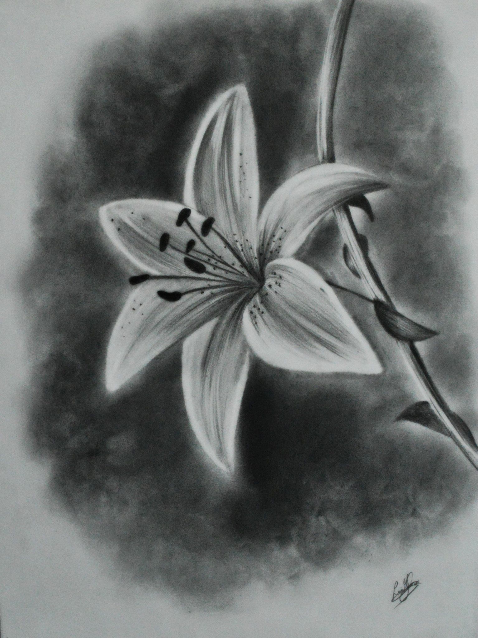 1535x2047 Gallery Good Flower Sketch By Pencil, - Flower Sketch Color