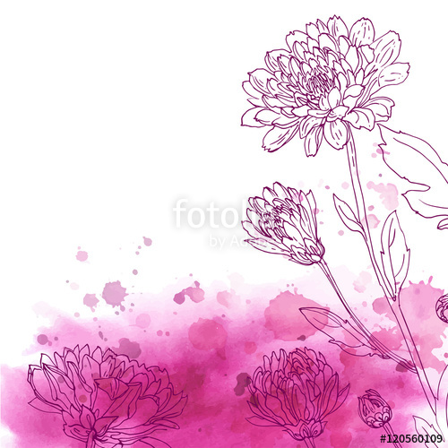500x500 Set Of Vector Drawings Of Flowers. Chrysanthemum Line Drawn On A - Flower Sketch Color
