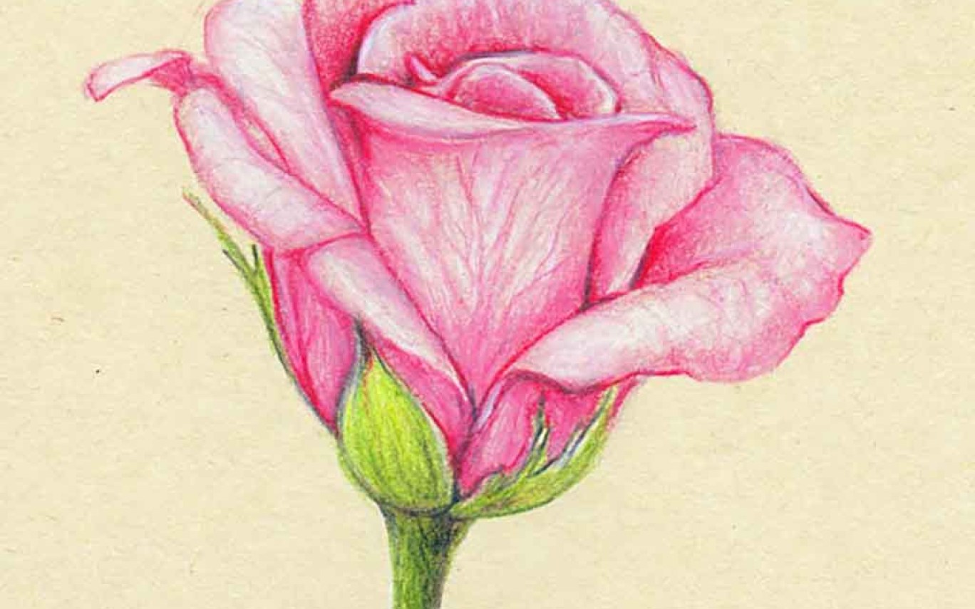 Flower Sketch Color at PaintingValley.com | Explore collection of ...