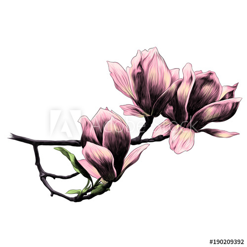 500x500 Three Magnolia Flower Sketch Vector Graphics Color Picture - Flower Sketch Color