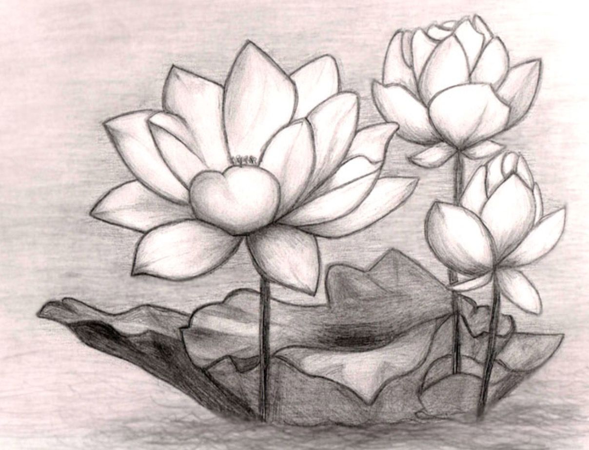 1208x922 Beautiful Flower Sketches In Pencil Pincharly Teller On Art - Flower Sketch Color