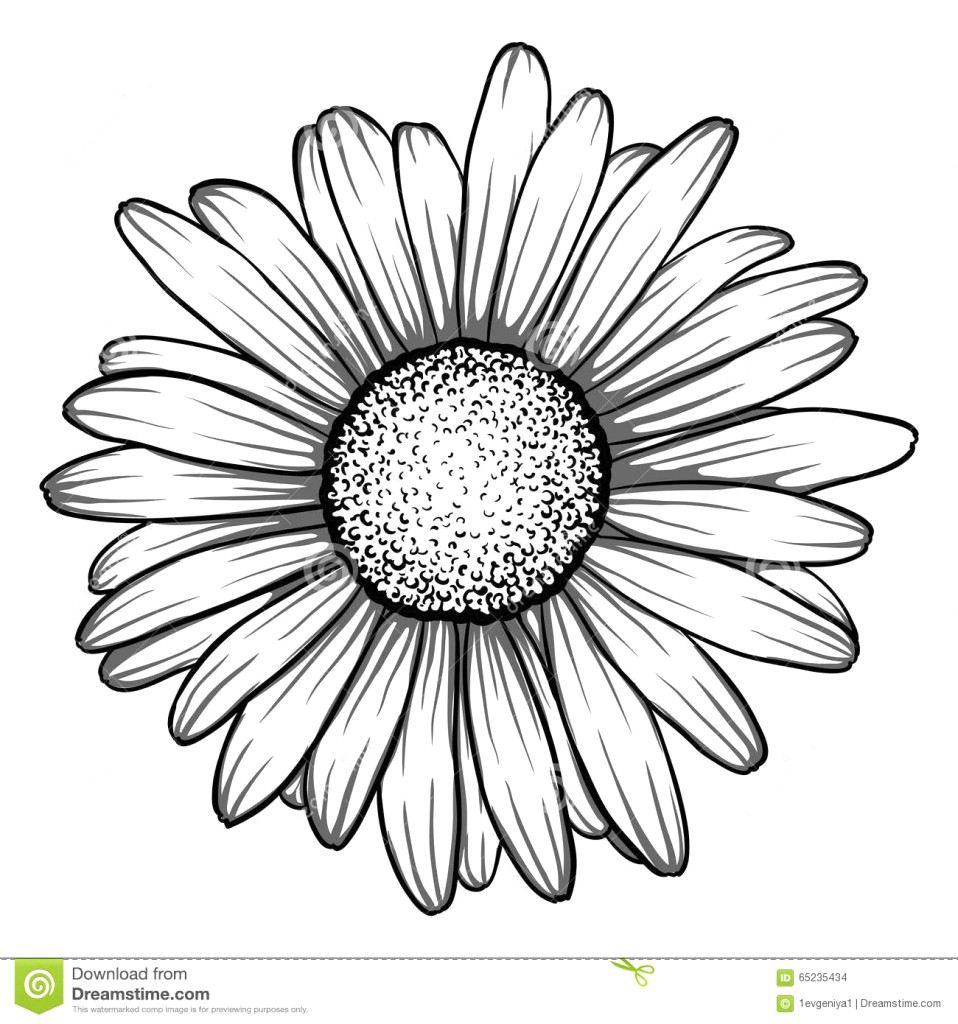 958x1024 Drawing Of A Daisy Flower Sketch Library Throughout Outline 11 - Flower Sketch Drawing