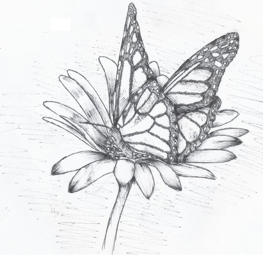 900x881 Butterfly And Flower Drawing Sketches Of Butterflies And Flowers - Flower Sketch Drawing