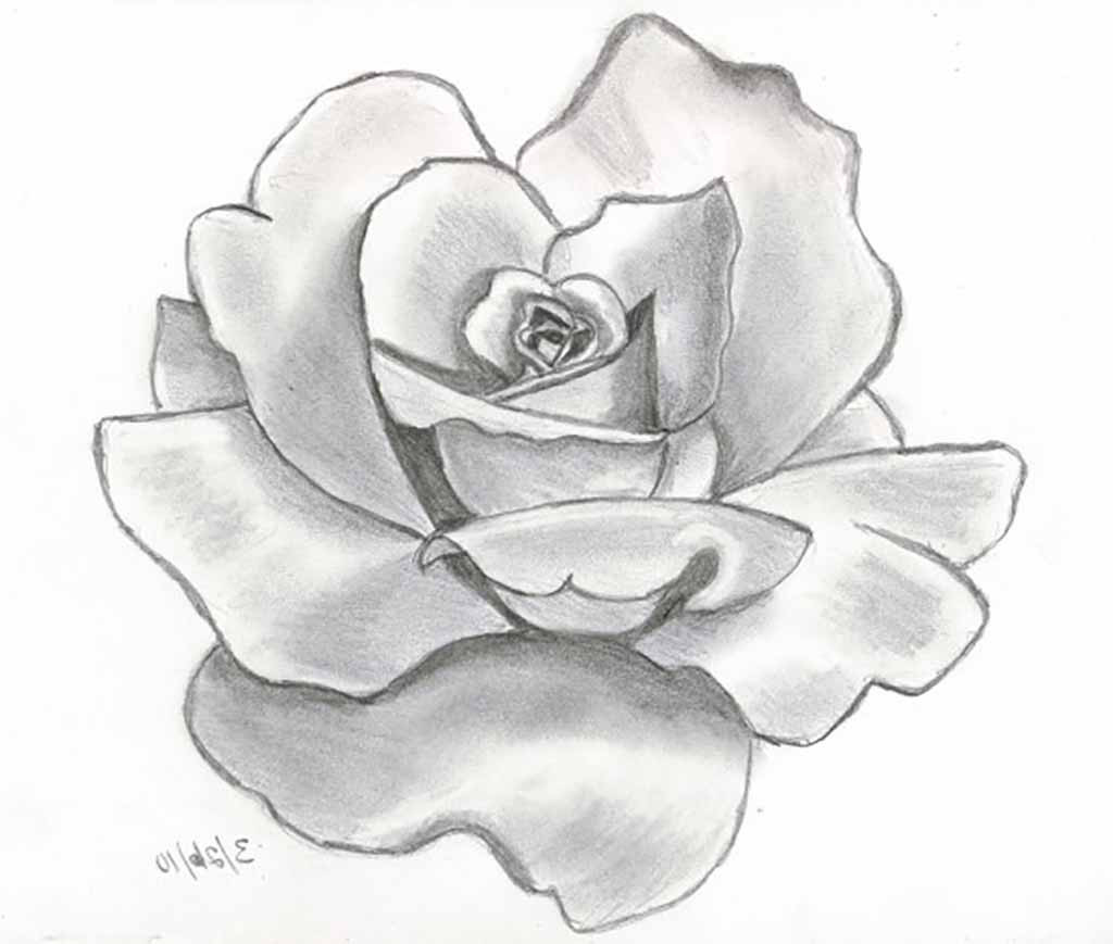 1024x869 How To Draw A Rose Step By Step Easy Easy Flower Sketch Selo L Ink - Flower Sketch Easy
