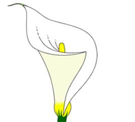 269x243 How To Draw Flowers Drawing Tutorials Amp Drawing Amp How To Draw - Flower Sketch Easy