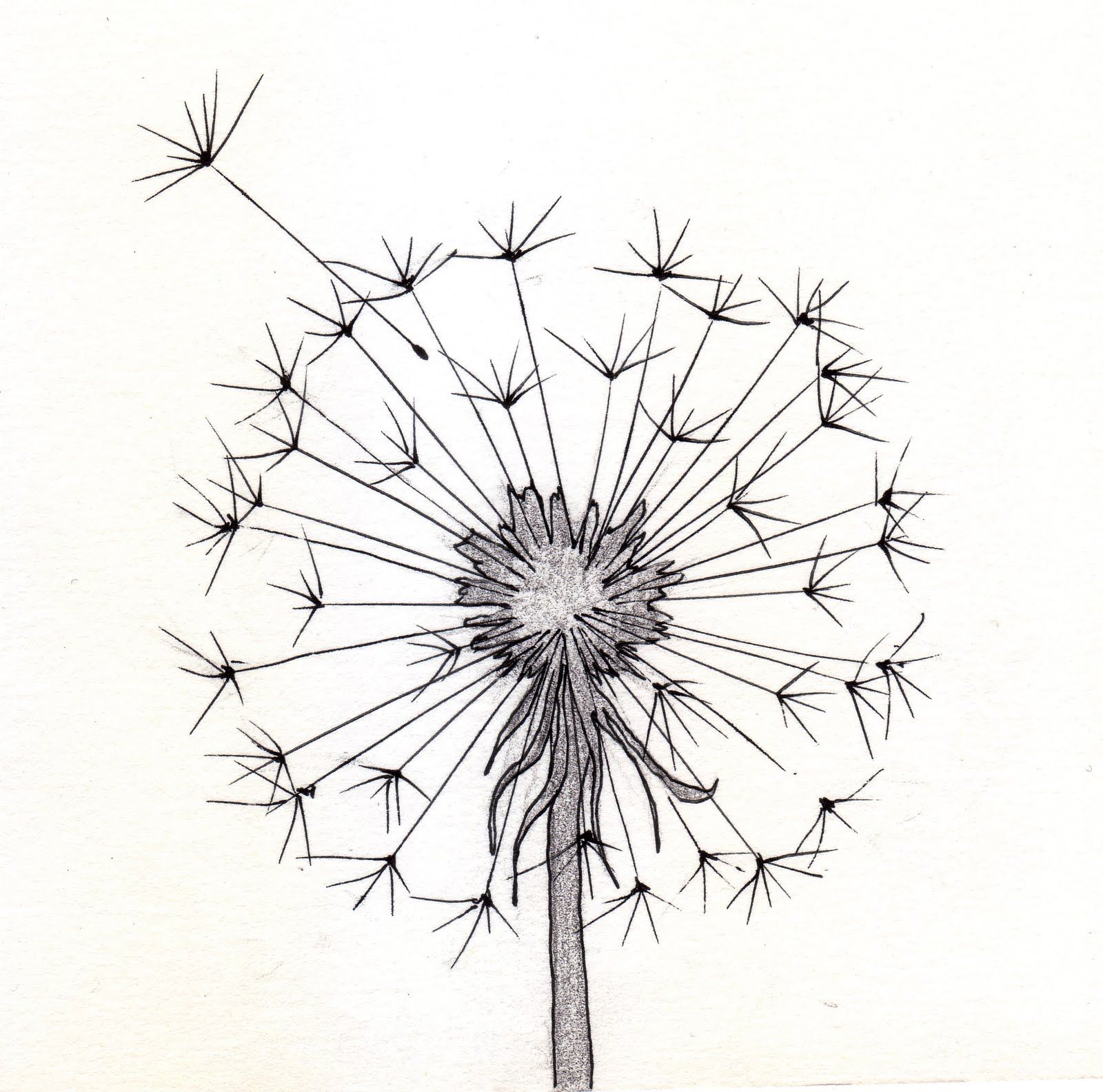 1600x1584 Dandelion Sketch 1 - Flower Sketch Easy