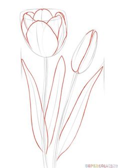 236x336 How To Draw A Tulip Step By Step. Drawing Tutorials For Kids And - Flower Sketch For Kids