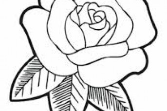 343x228 Rose Flower Sketch Step By Step - Flower Sketch For Kids