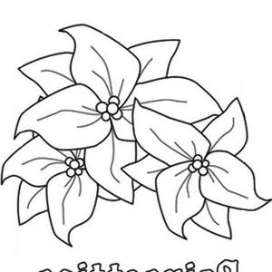 300x300 How To Sketch A Flower Coloring Pages For Kids How To Sketch - Flower Sketch For Kids