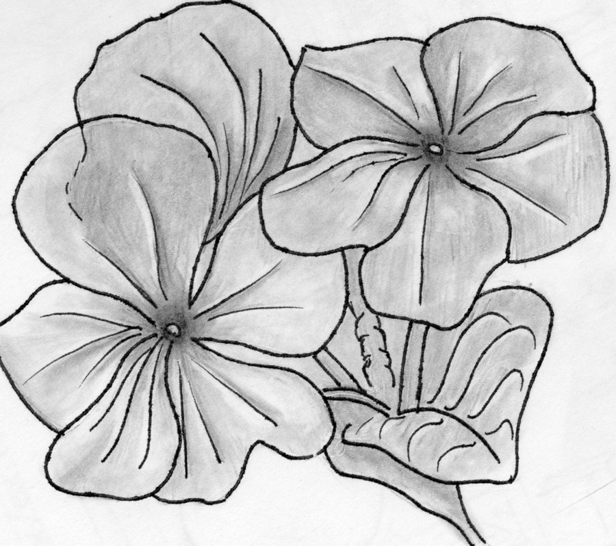 900x798 Flower Sketch By Frankanims - Flower Sketch Images