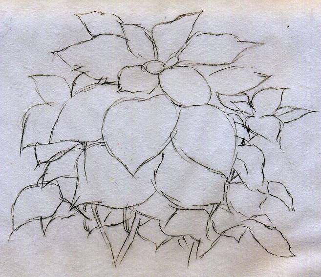 657x568 Quick Poinsettia Flower Sketch - Flower Sketch Images